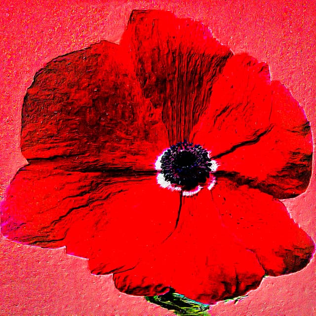 Flower 1 by CYDR