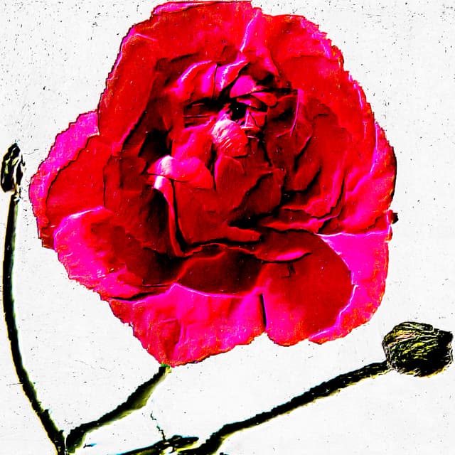 CYDR Flower 08