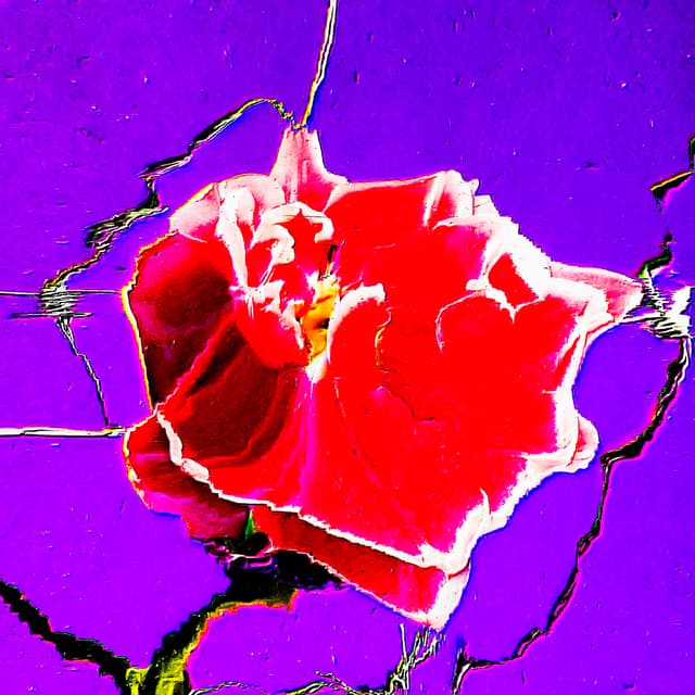 CYDR Flower 10