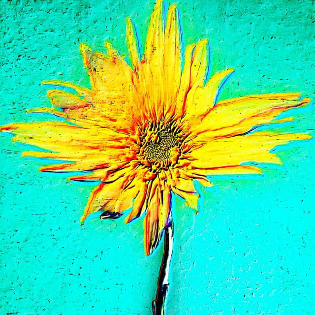 CYDR Flower 29