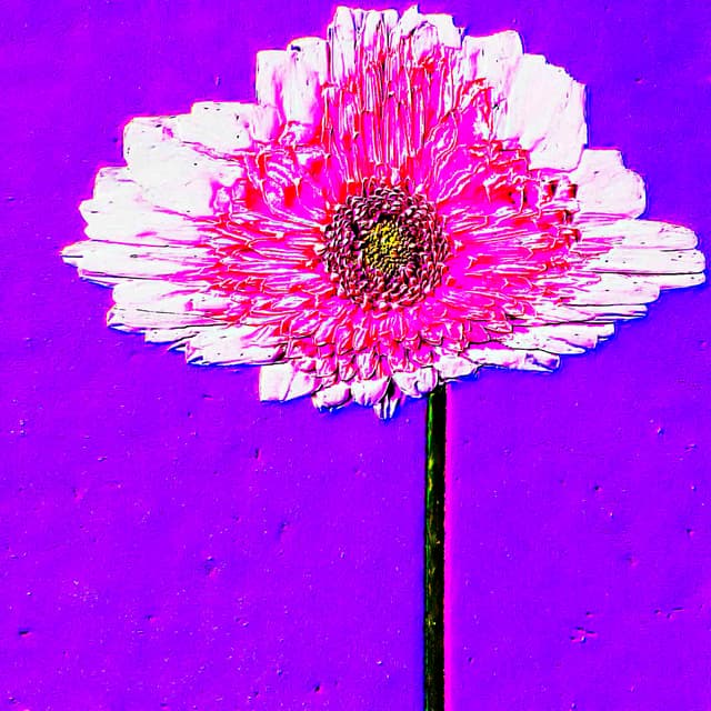 CYDR Flower 35