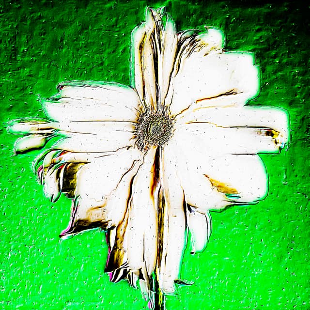 CYDR Flower 38
