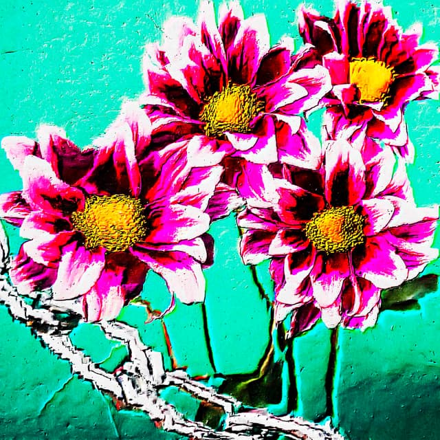 CYDR Flower 49