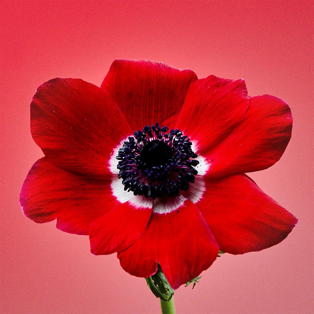 Flower 1 by Jules
