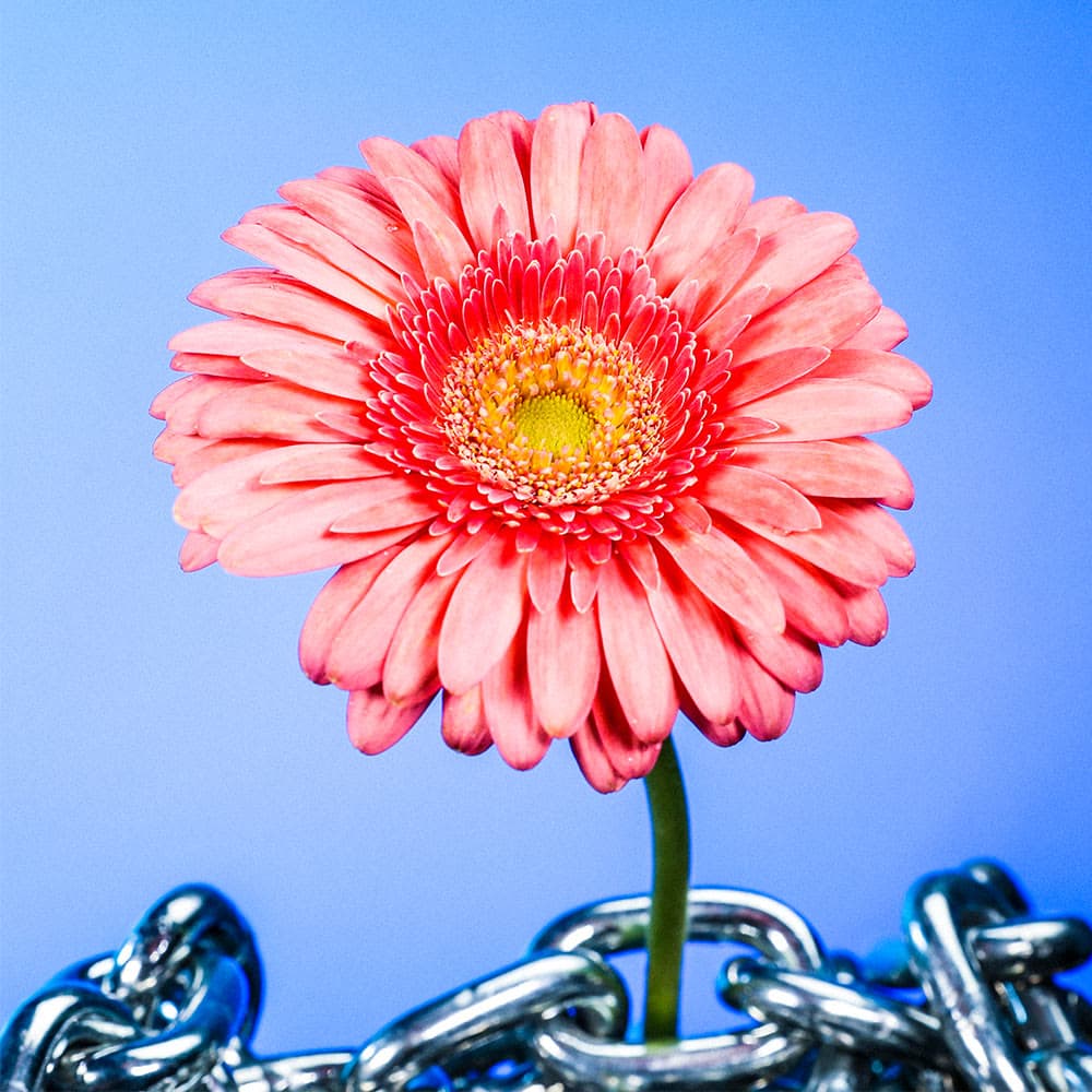 Flower 13
