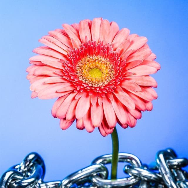 Flower 13