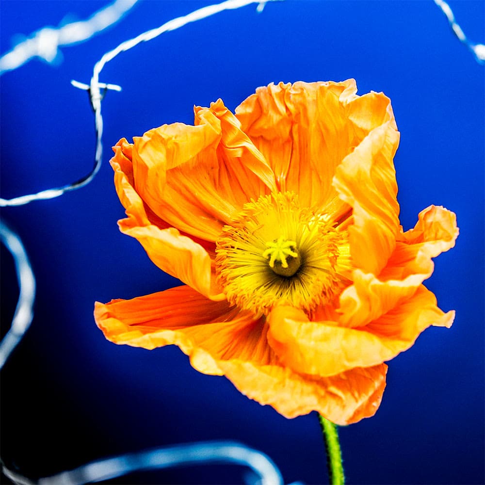Flower 15