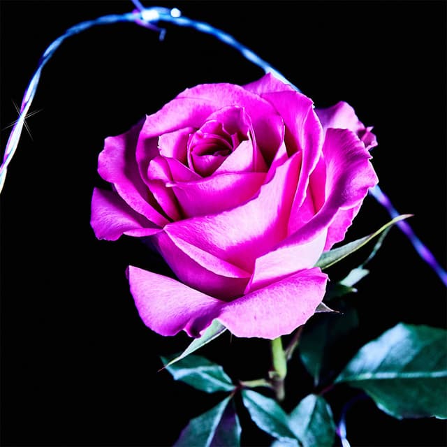 Flower 26