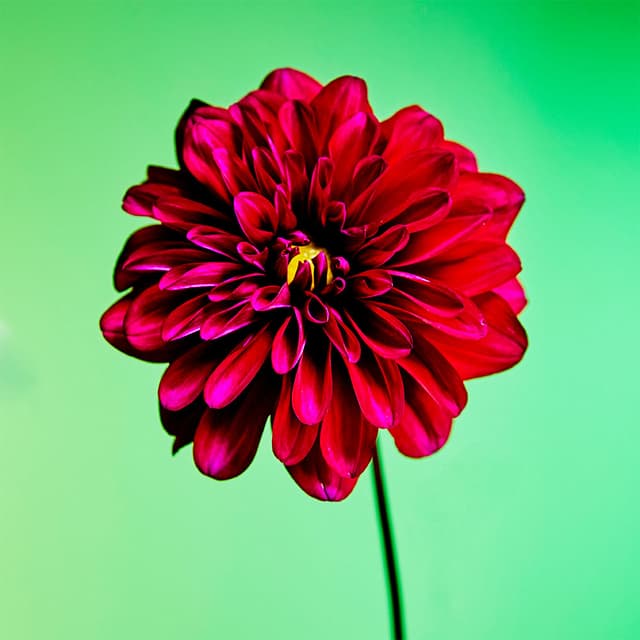 Flower 03