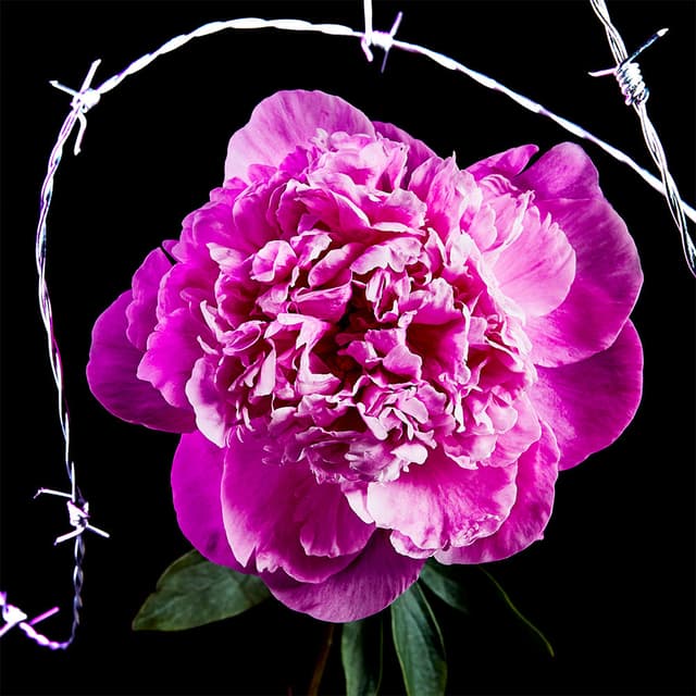 Flower 34