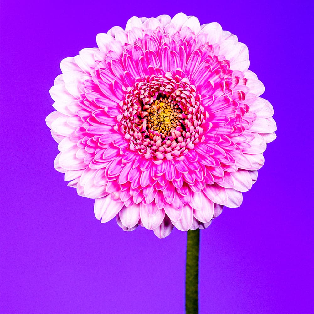 Flower 35