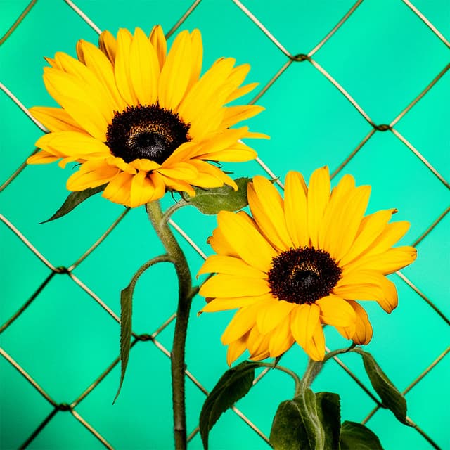 Flower 40
