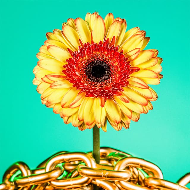 Flower 41