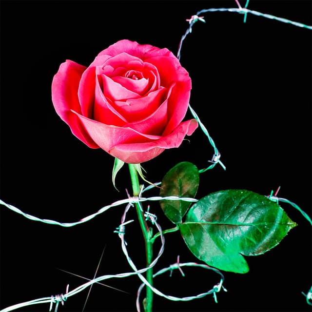 Flower 42