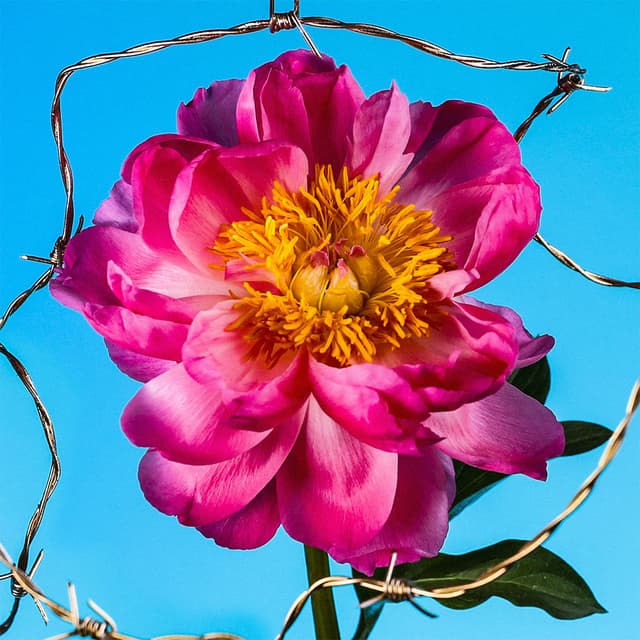 Flower 43