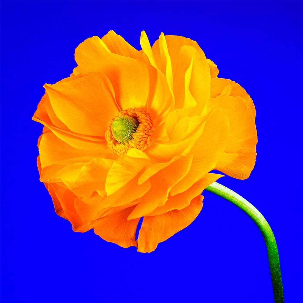 Flower 44