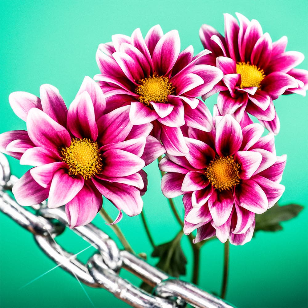 Flower 49