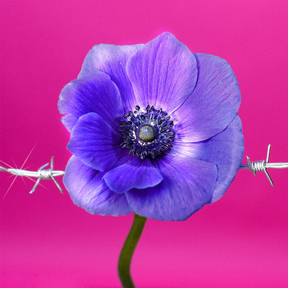 Flower 05