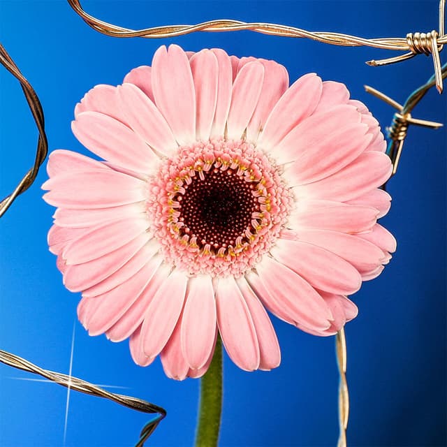 Flower 50