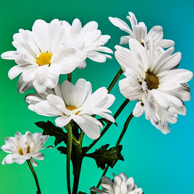 Flower 07