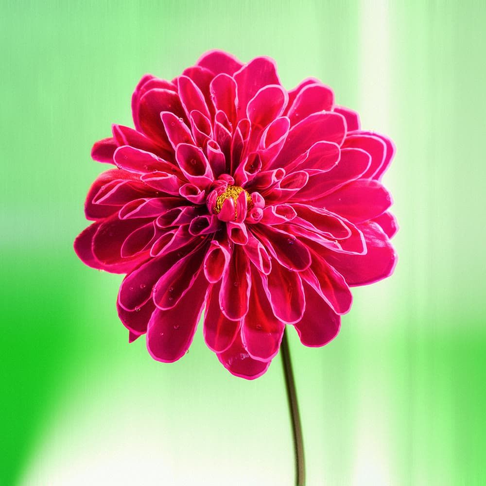 Flower 3 by Olivia Pedigo