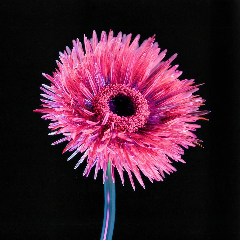 Flower 6 by Olivia Pedigo