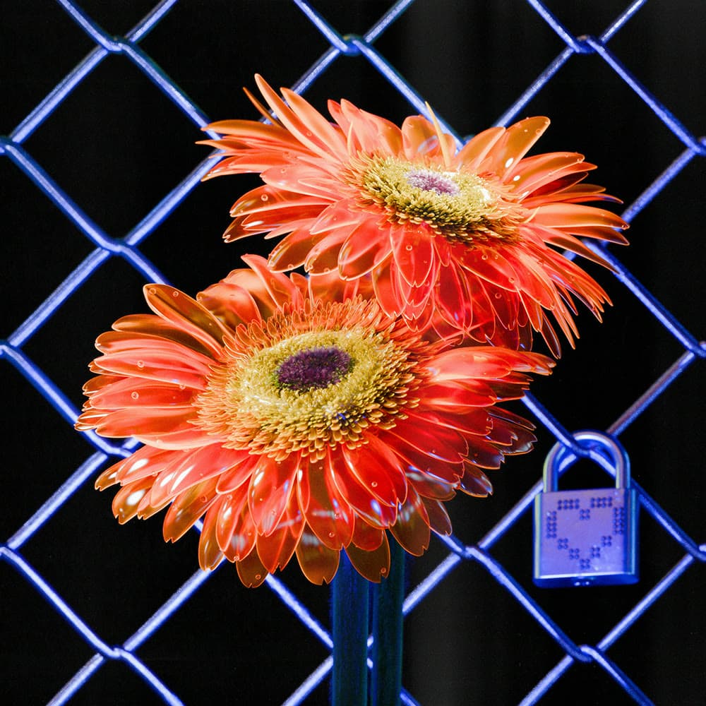 Flower 20 by Olivia Pedigo
