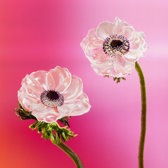 Liv Flower 23