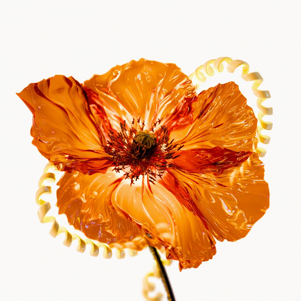 Flower 25 by Olivia Pedigo