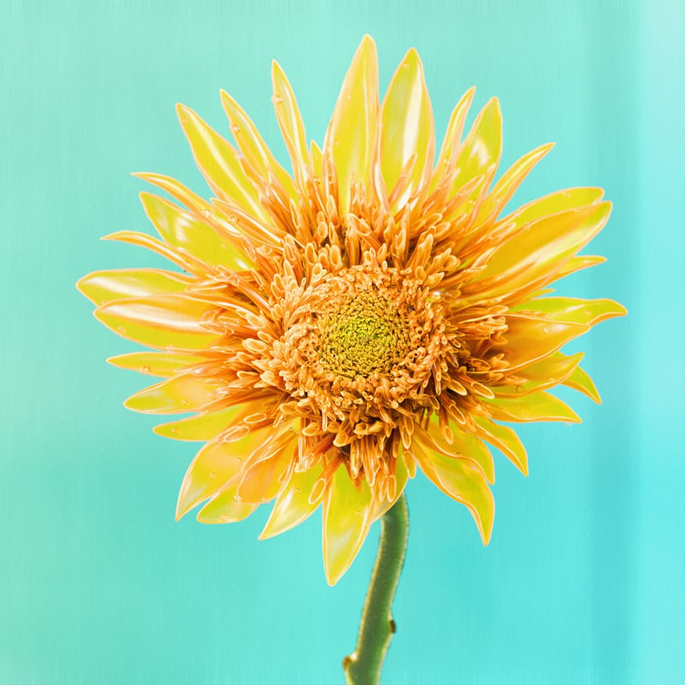 Flower 29 by Olivia Pedigo
