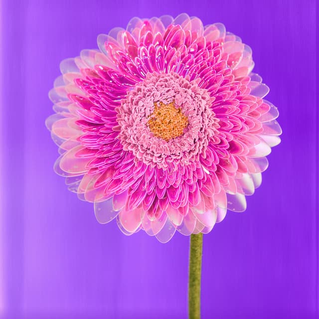Liv Flower 35