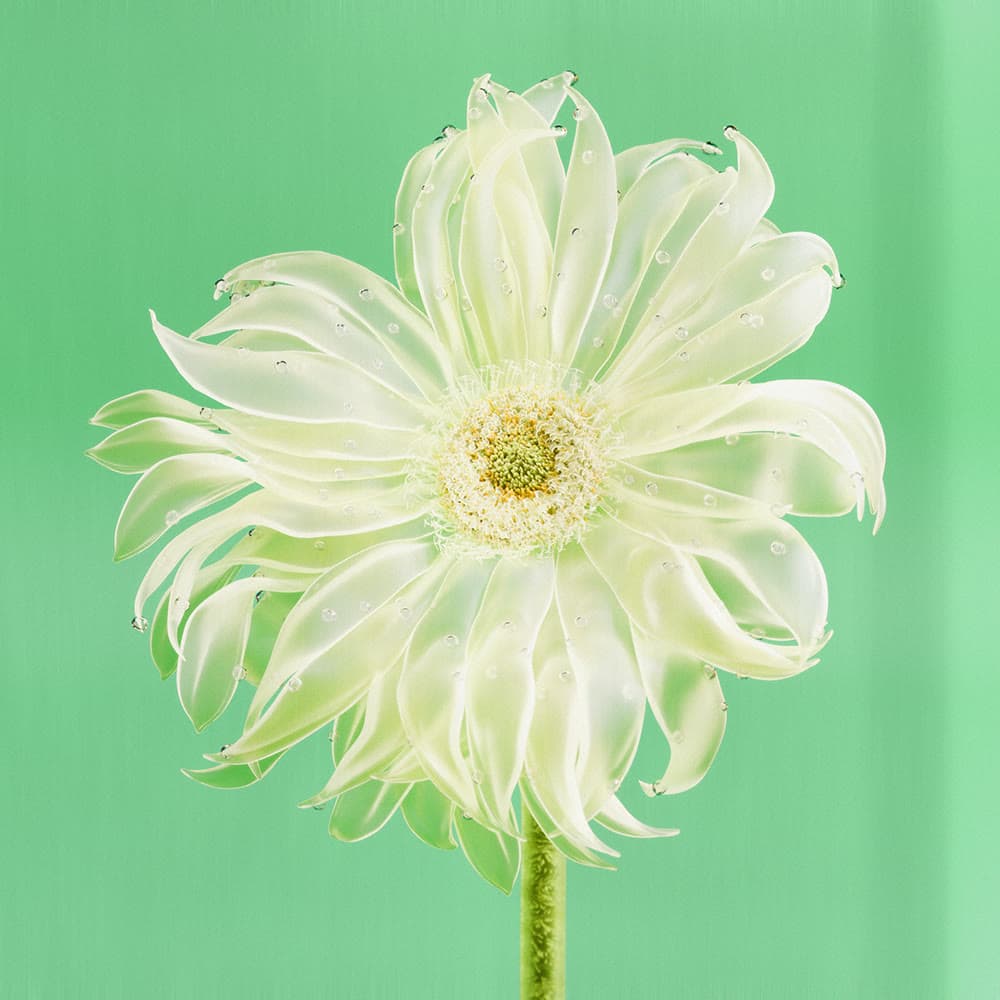 Flower 38 by Olivia Pedigo