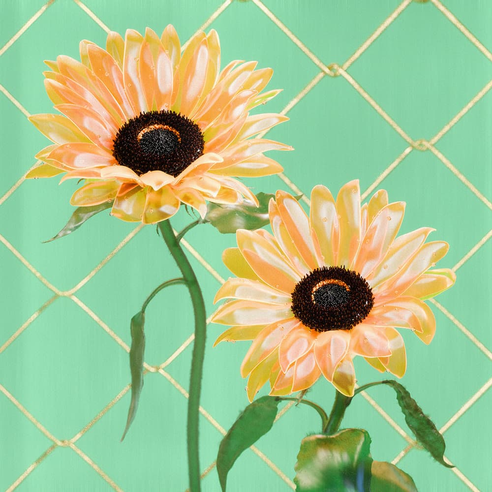 Flower 40 by Olivia Pedigo