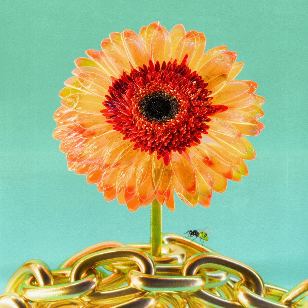 Flower 41 by Olivia Pedigo