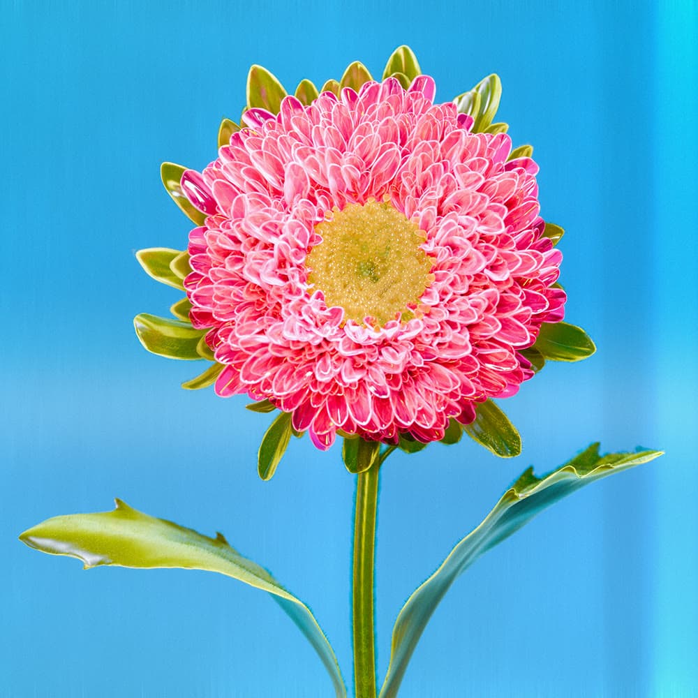 Flower 46 by Olivia Pedigo