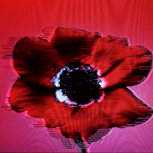 Flower 1 by Jules (animated)