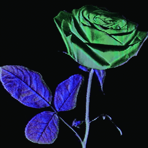 Flower 33 (animated)